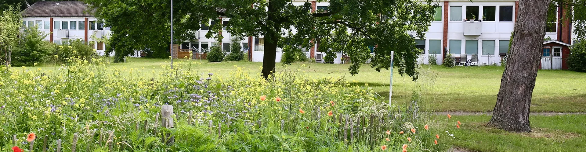 Im Vordergrund ist eine Wiese mit Wildblumen und im Hintergrund die Gebäude für betreutes Wohnen.