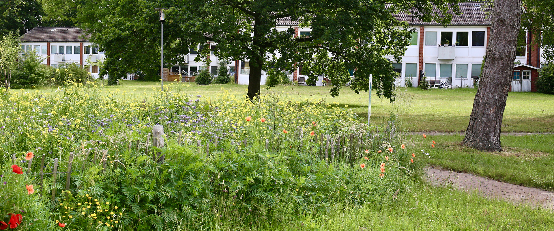 Im Vordergrund ist eine Wiese mit Wildblumen und im Hintergrund die Gebäude für betreutes Wohnen.